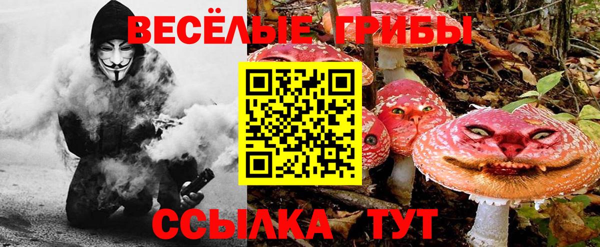 Галлюциногенные грибы прущие грибы  Галлюциногенные грибы прущие грибы  Камень-на-Оби  Вход с VPN 