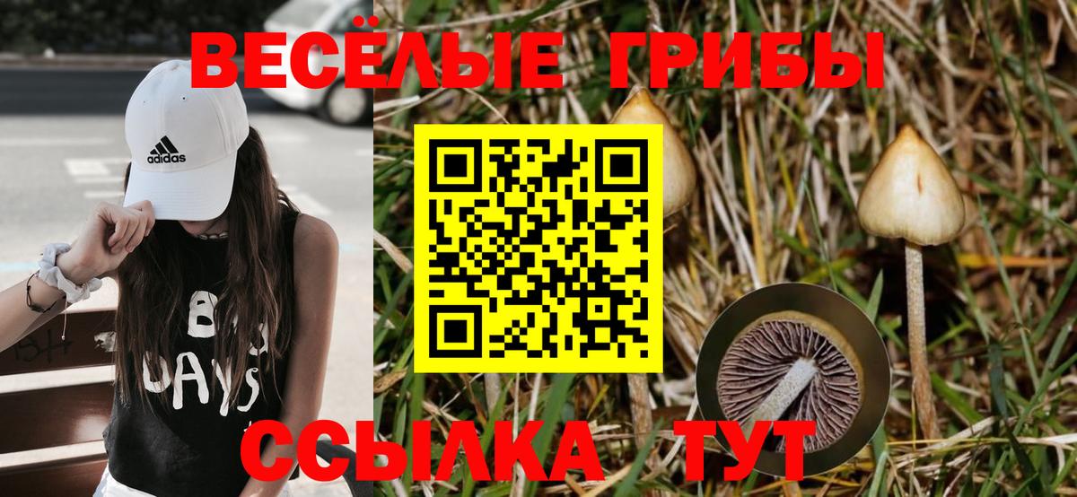 Галлюциногенные грибы Psilocybe Камень-на-Оби